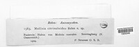 Image of Mollisia citrinuloides